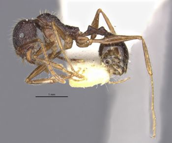 Media type: image;   Entomology 30825 Aspect: habitus lateral
